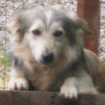 Befreite-hunde e.V.