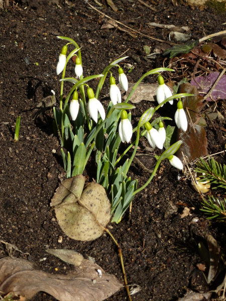 Garten im Vorfrhling