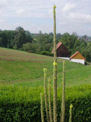 die Königskerzen am 15.08.2020