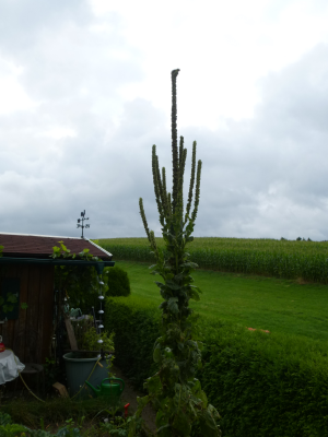 die Königskerzen am 28.08.2021